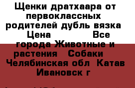 Щенки дратхаара от первоклассных  родителей(дубль вязка) › Цена ­ 22 000 - Все города Животные и растения » Собаки   . Челябинская обл.,Катав-Ивановск г.